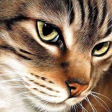 Схема вышивки «Кот»