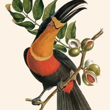 Схема вышивки «Pássaro.»