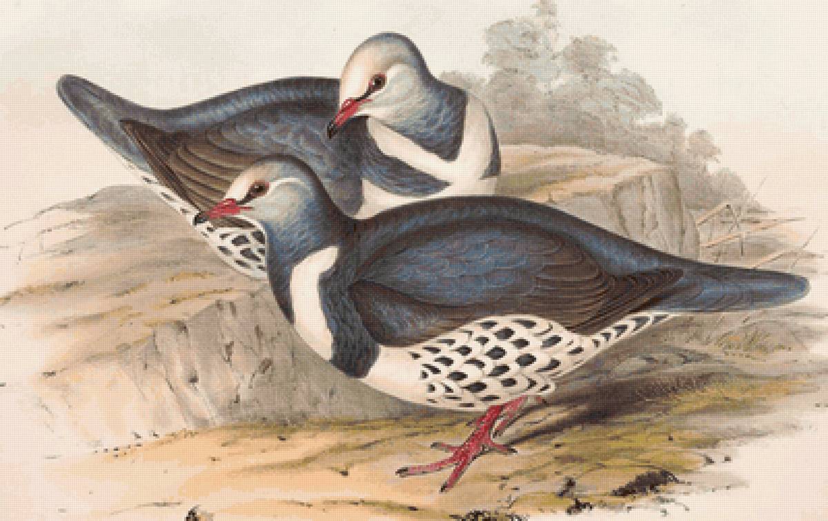 Aves silvestres. - aves .natureza. - предпросмотр