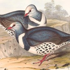 Схема вышивки «Aves silvestres.»