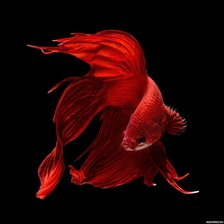 Схема вышивки «Красный петушок»