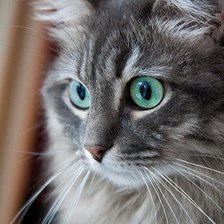 Схема вышивки «Серый 🙀»