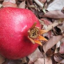 Схема вышивки «Նուռ»