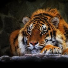 Схема вышивки «тигр»