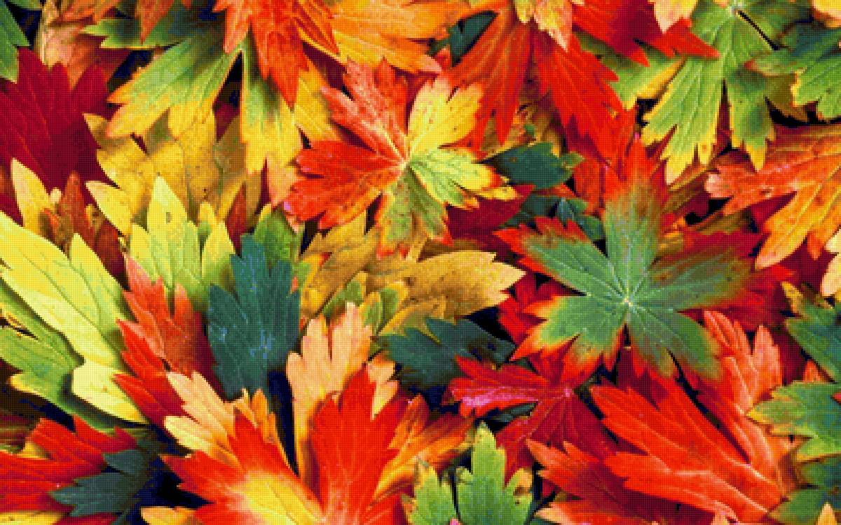 Разноцветная осень - листья, осень - предпросмотр