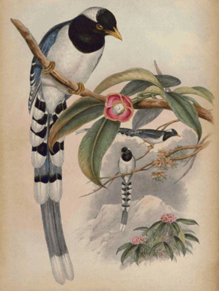 Pássaros . - pássaros. flores. - предпросмотр