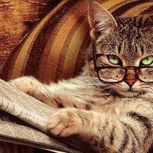 Схема вышивки «кот учёный»