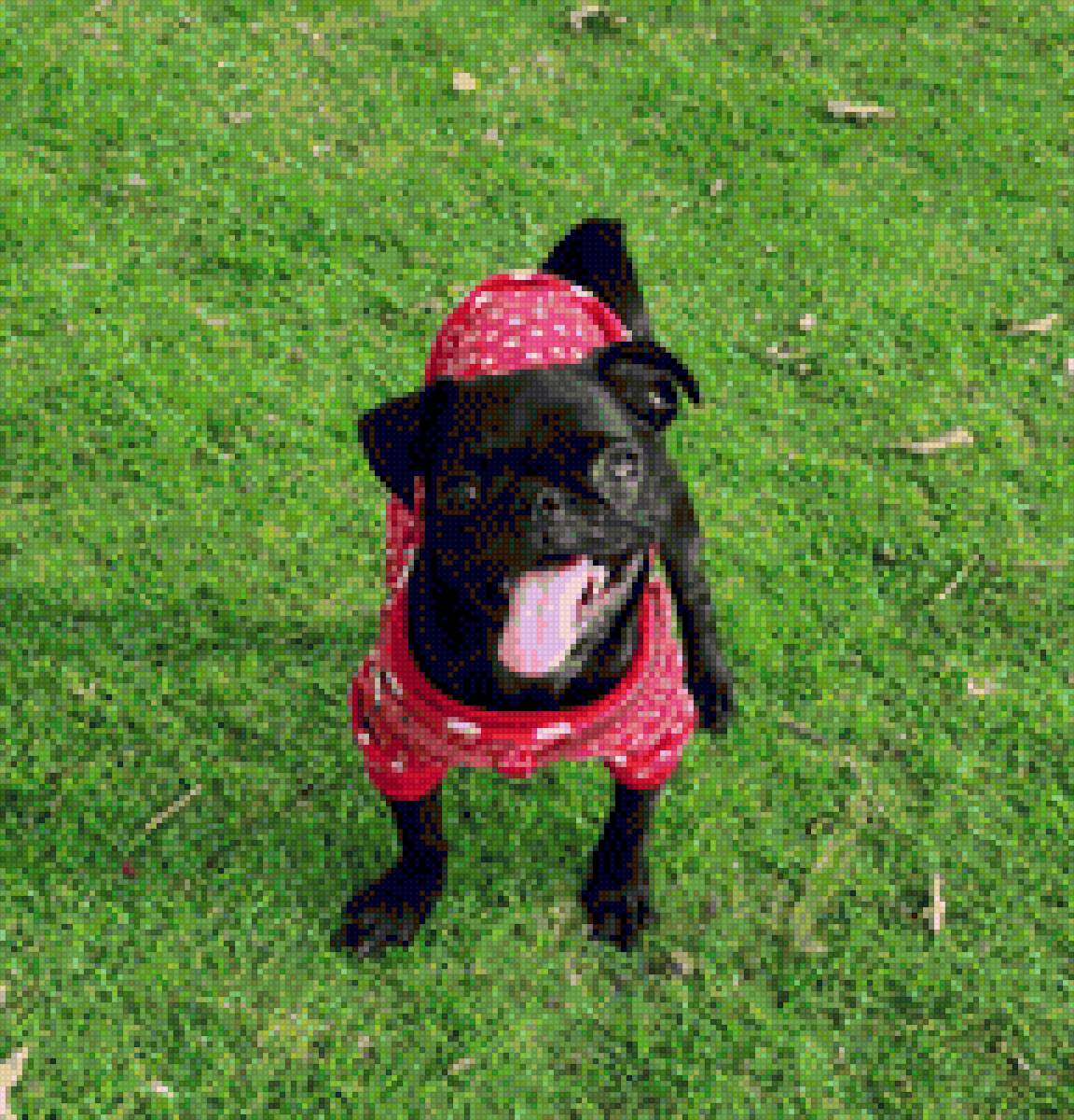 Mascota - mariposas - предпросмотр