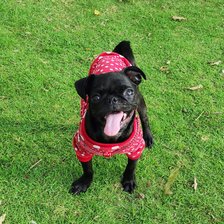 Схема вышивки «Mascota»