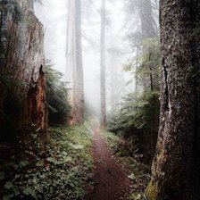 Схема вышивки «Тропка в лесу»