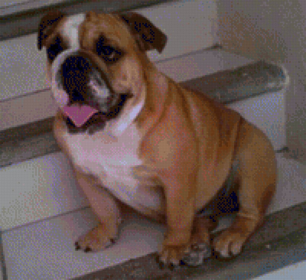 Mascota - mariposas - предпросмотр