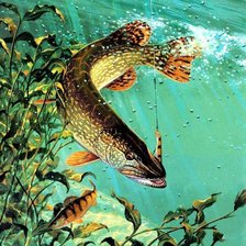 Схема вышивки «Щука»