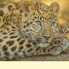 Схема вышивки «Серия "Хищники". Леопард»