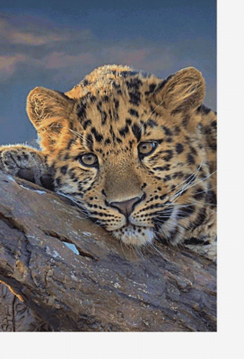 Серия "Хищники" - хищники, животные - предпросмотр