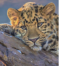 Схема вышивки «Серия "Хищники"»