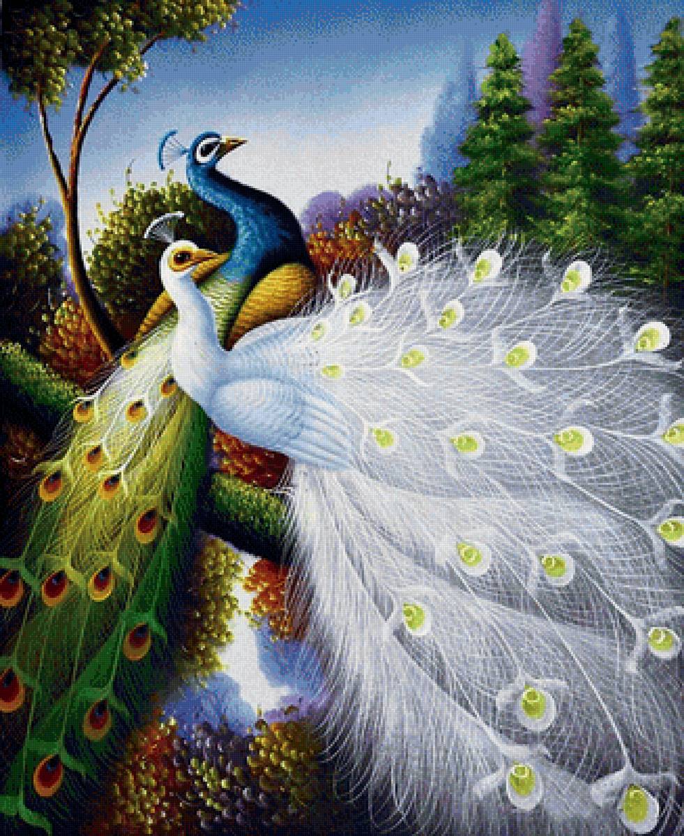 павлины - павлин, птицы - предпросмотр