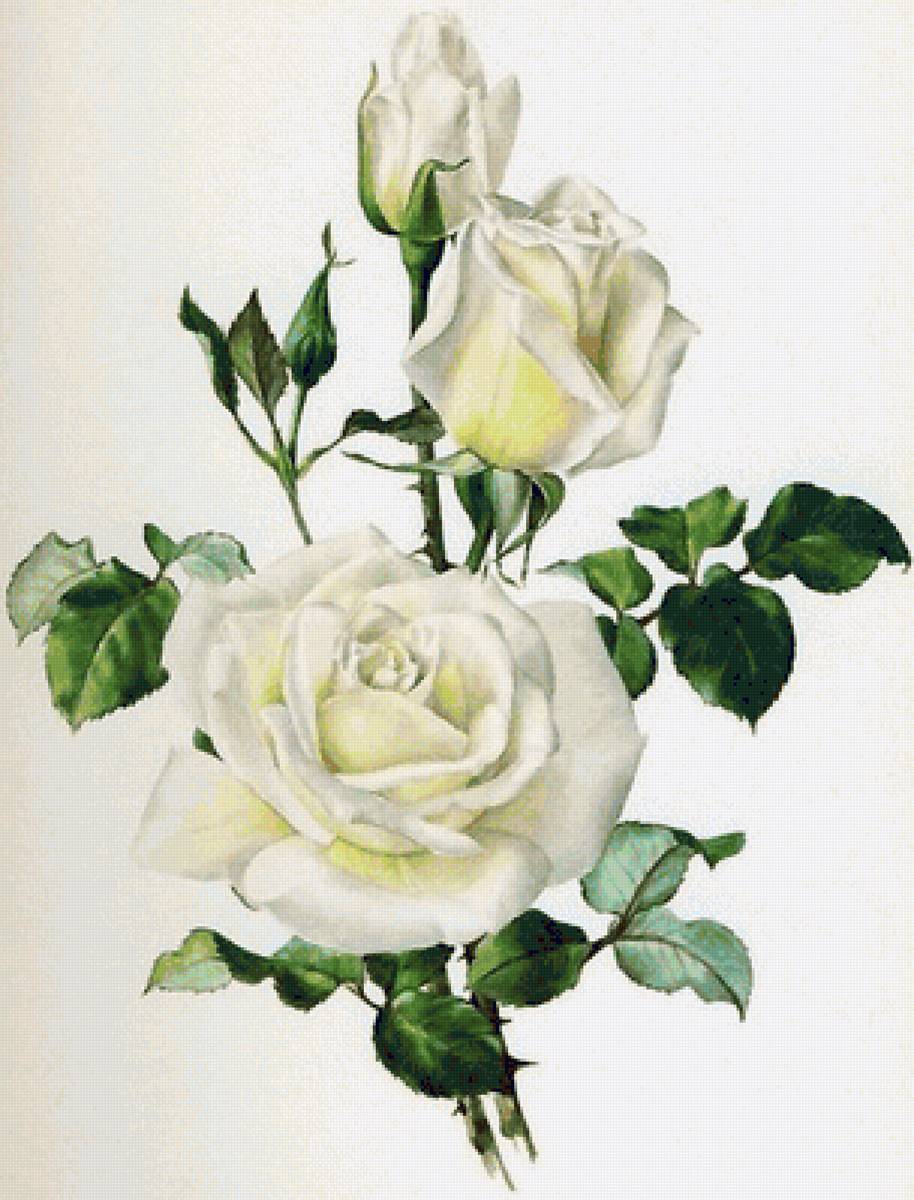 Розы - розы - предпросмотр