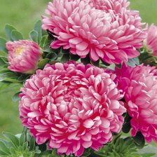 Схема вышивки «Астры фламинго»