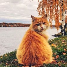 Схема вышивки «На берегк»