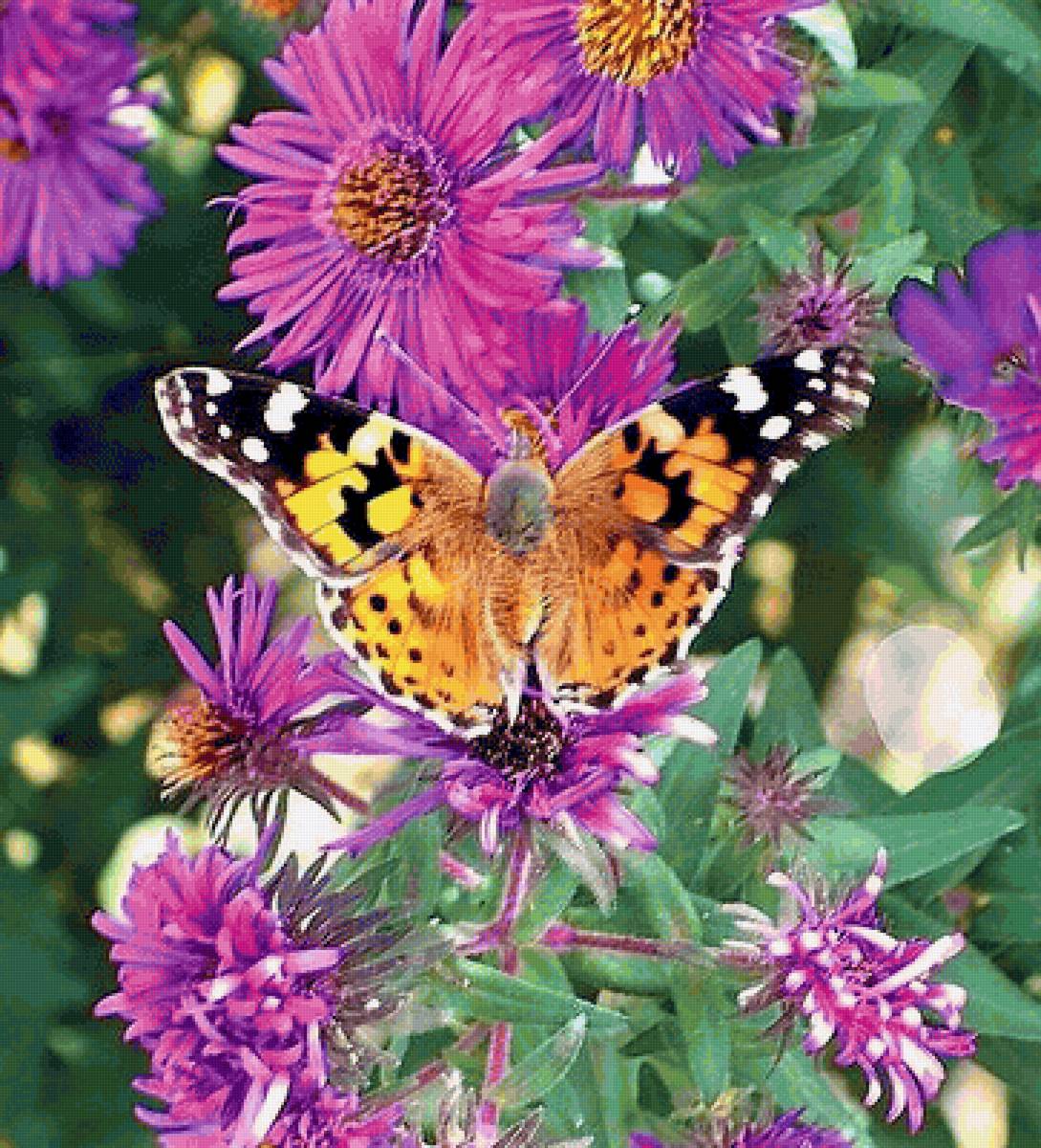 бабочка - цветы, бабочка - предпросмотр