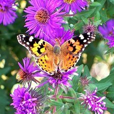 Схема вышивки «бабочка»