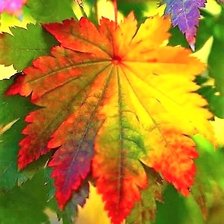 Схема вышивки «кленовое солнце»