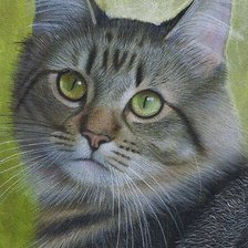 Мой кот,, Томас,,