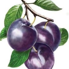 Схема вышивки «Сливы»