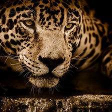 Схема вышивки «леопард»