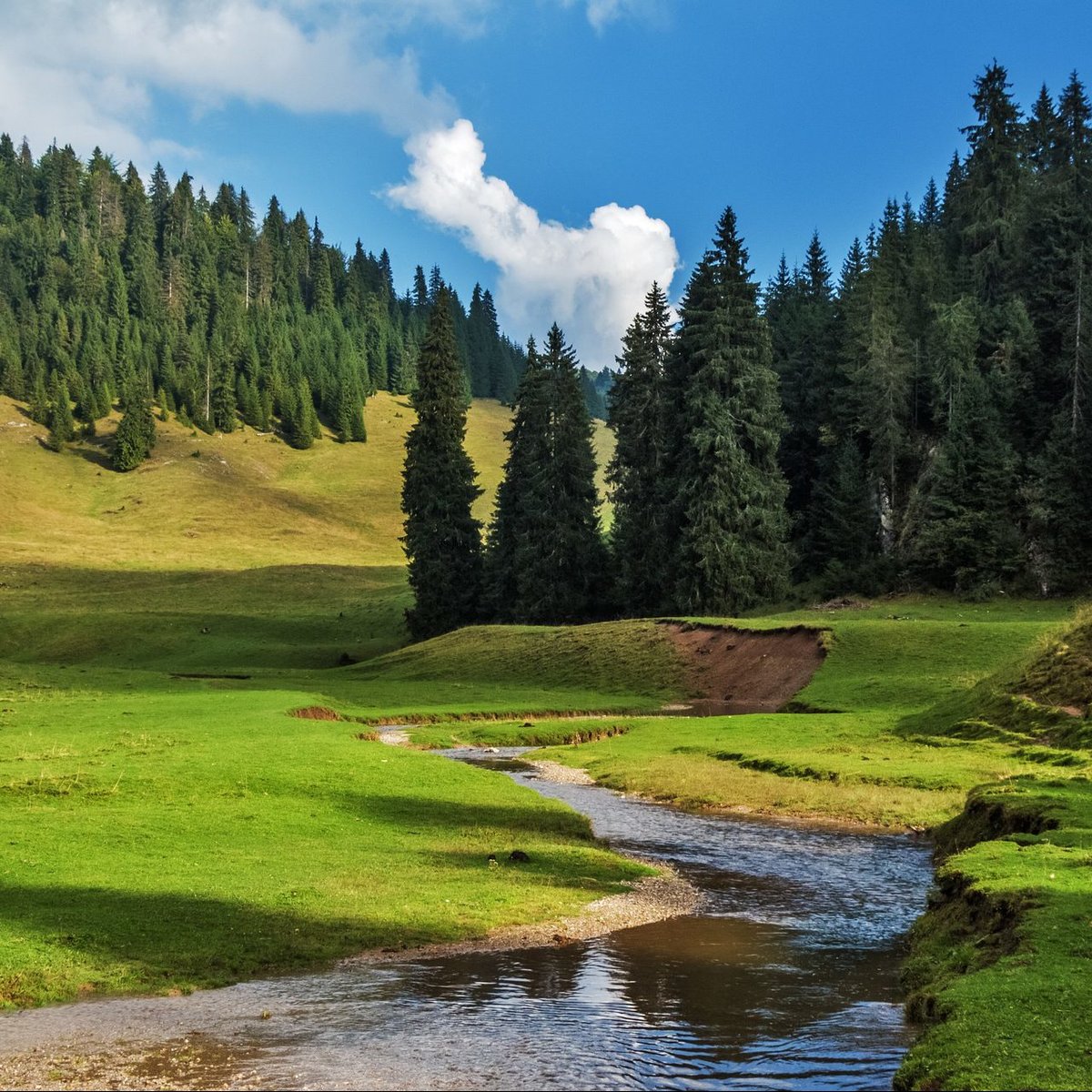 фото пейзаж - ручей, лес, пейзаж - оригинал