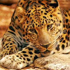 Схема вышивки «леопард взгляд»