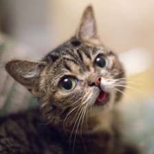 Американская жесткошёрстная кошка