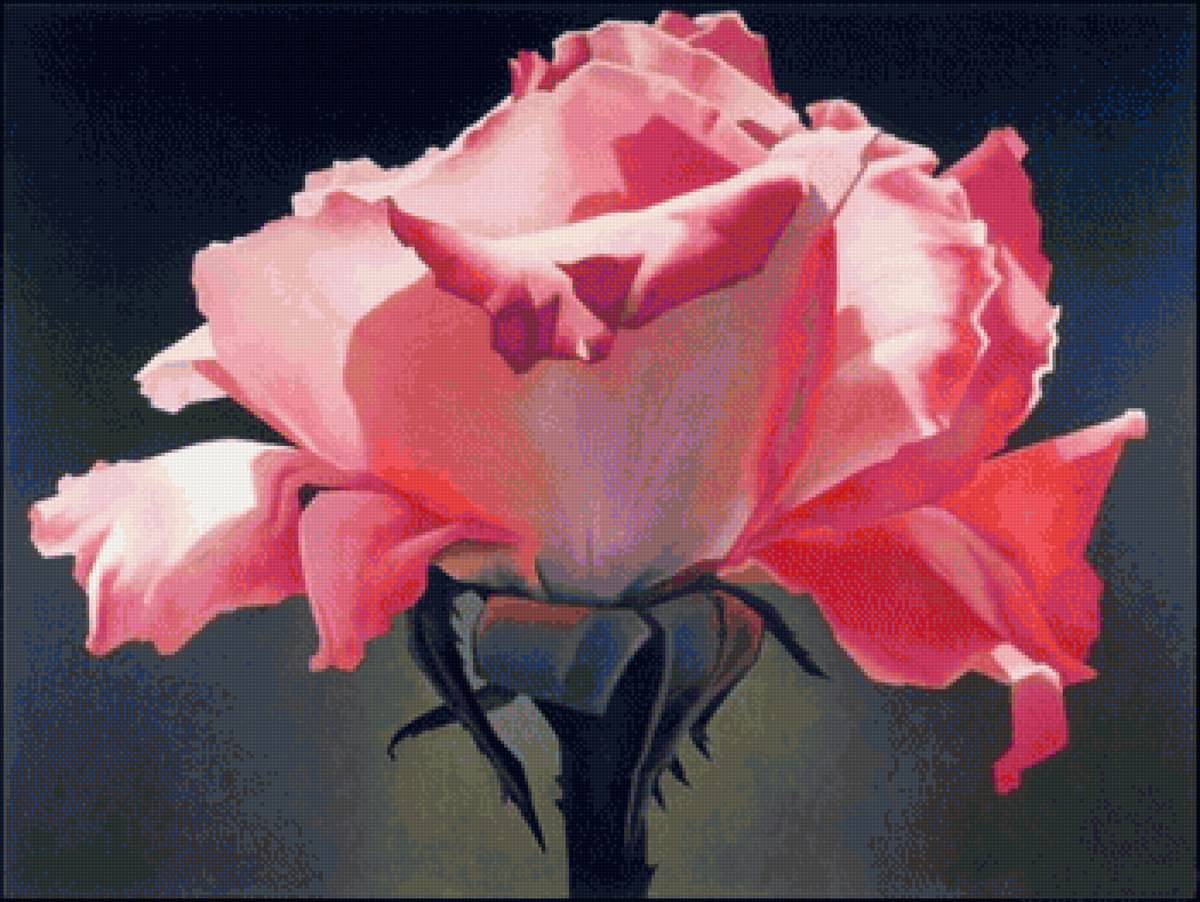 цветок розы - цветок, роза - предпросмотр