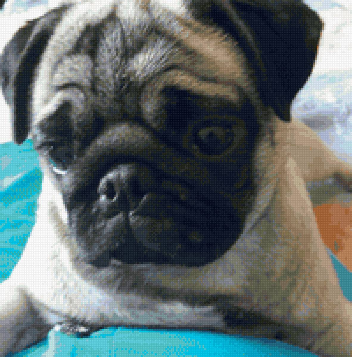 мопс Хлоя - предпросмотр