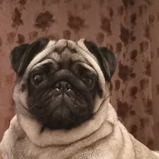 Схема вышивки «мопс»