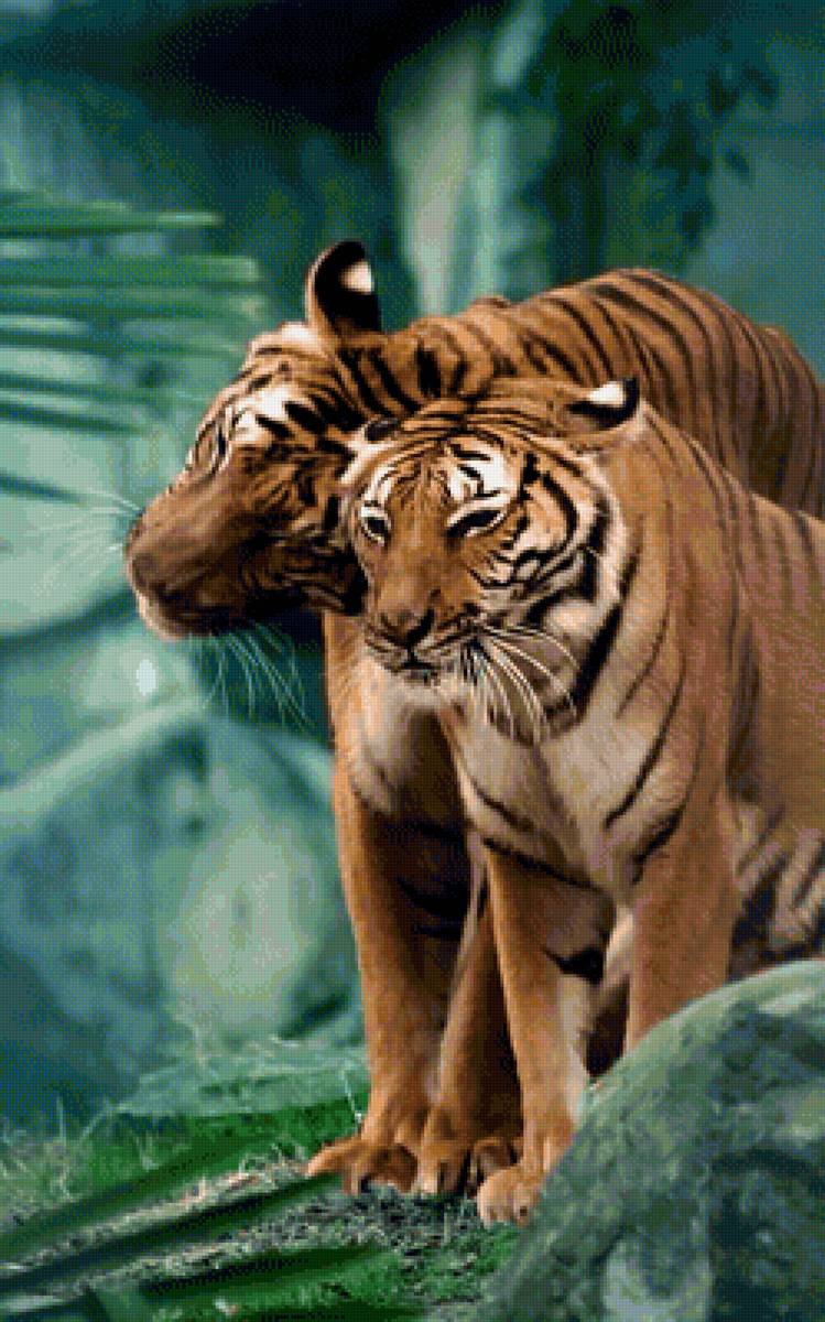 Тигры - тигры, природа, любовь, пара - предпросмотр