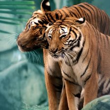 Схема вышивки «Тигры»