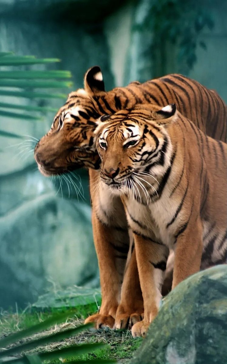 Тигры - пара, любовь, тигры, природа - оригинал