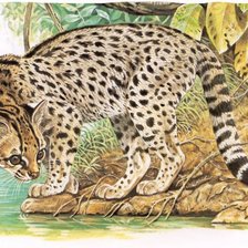 Схема вышивки «Gato   selvagem.»