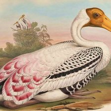 Схема вышивки «Aves silvestres.»