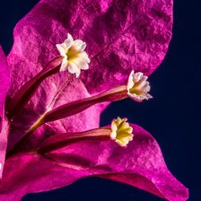 Схема вышивки «бугенвиллия»