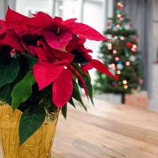 Схема вышивки «комнатный цветок пуансетия»