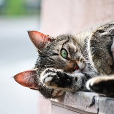 Схема вышивки «Кошка мурлычет»