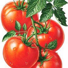 Схема вышивки «Томаты»