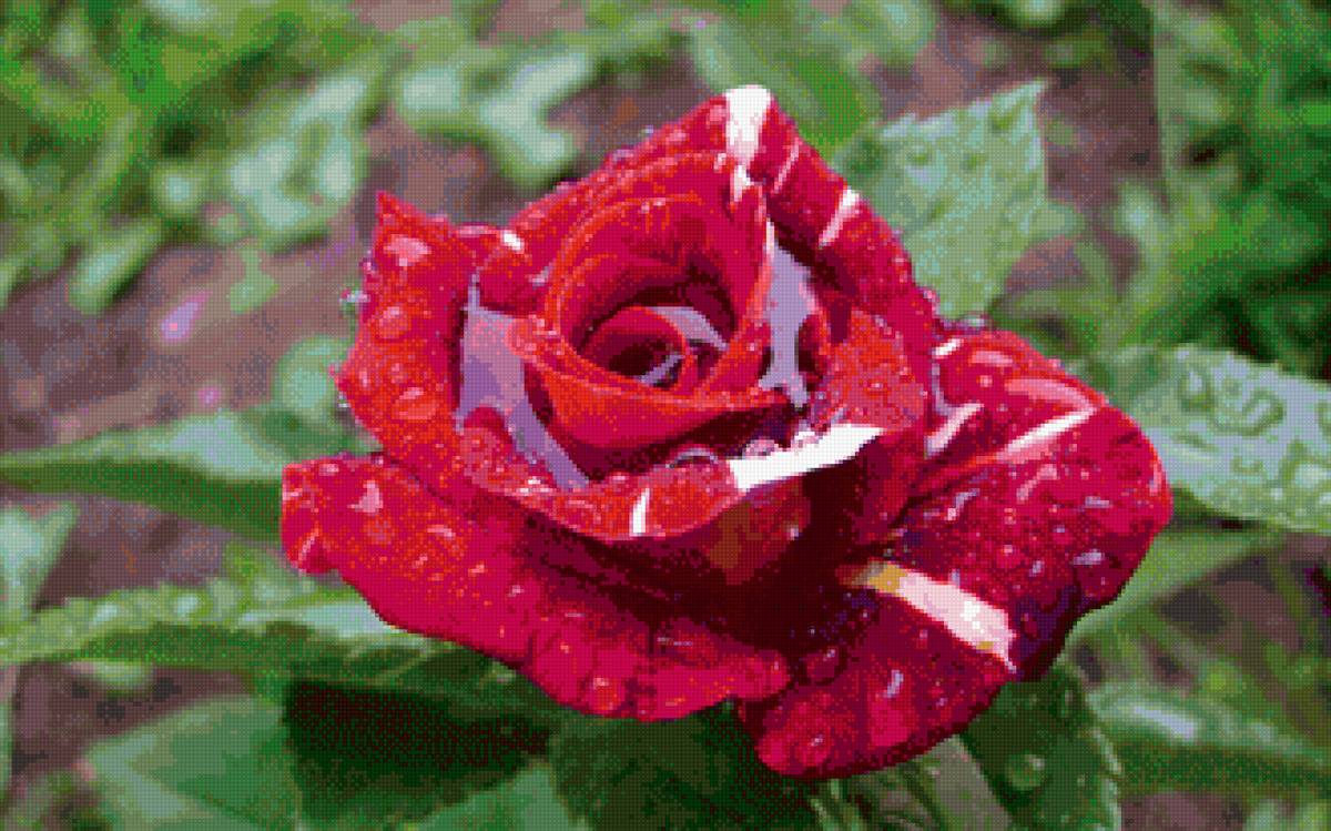 Красная роза - цветок, цветы, роза - предпросмотр