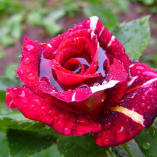 Красная роза