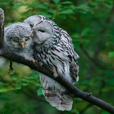 Схема вышивки «Длиннохвостая неясыть»