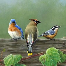 Схема вышивки «Свиристель»