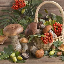 Схема вышивки «Грибы»