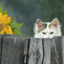 Схема вышивки «Котенок и подсолнух»